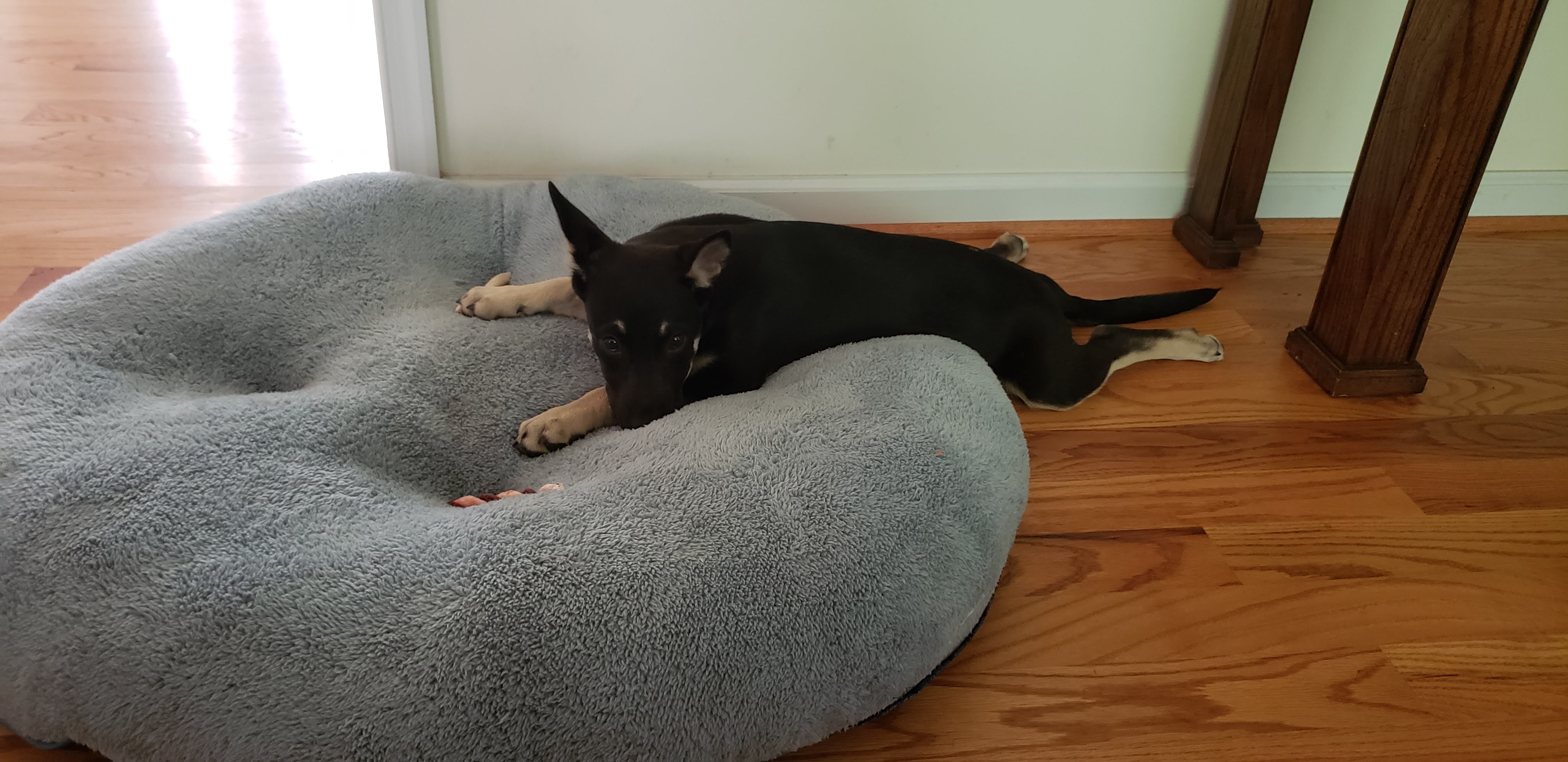 Hiker as a puppy, June 2019