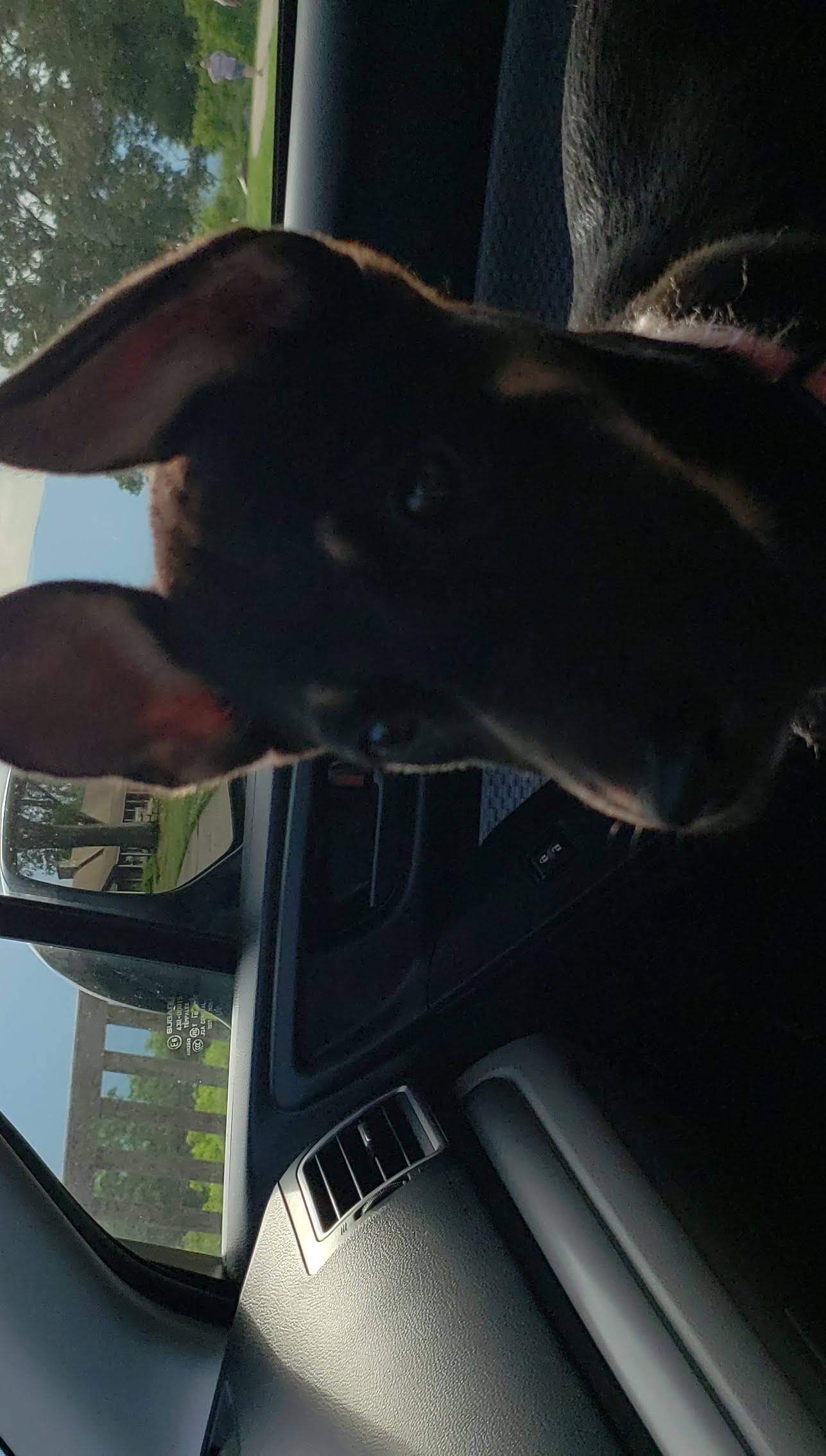Hiker as a puppy, June 2019