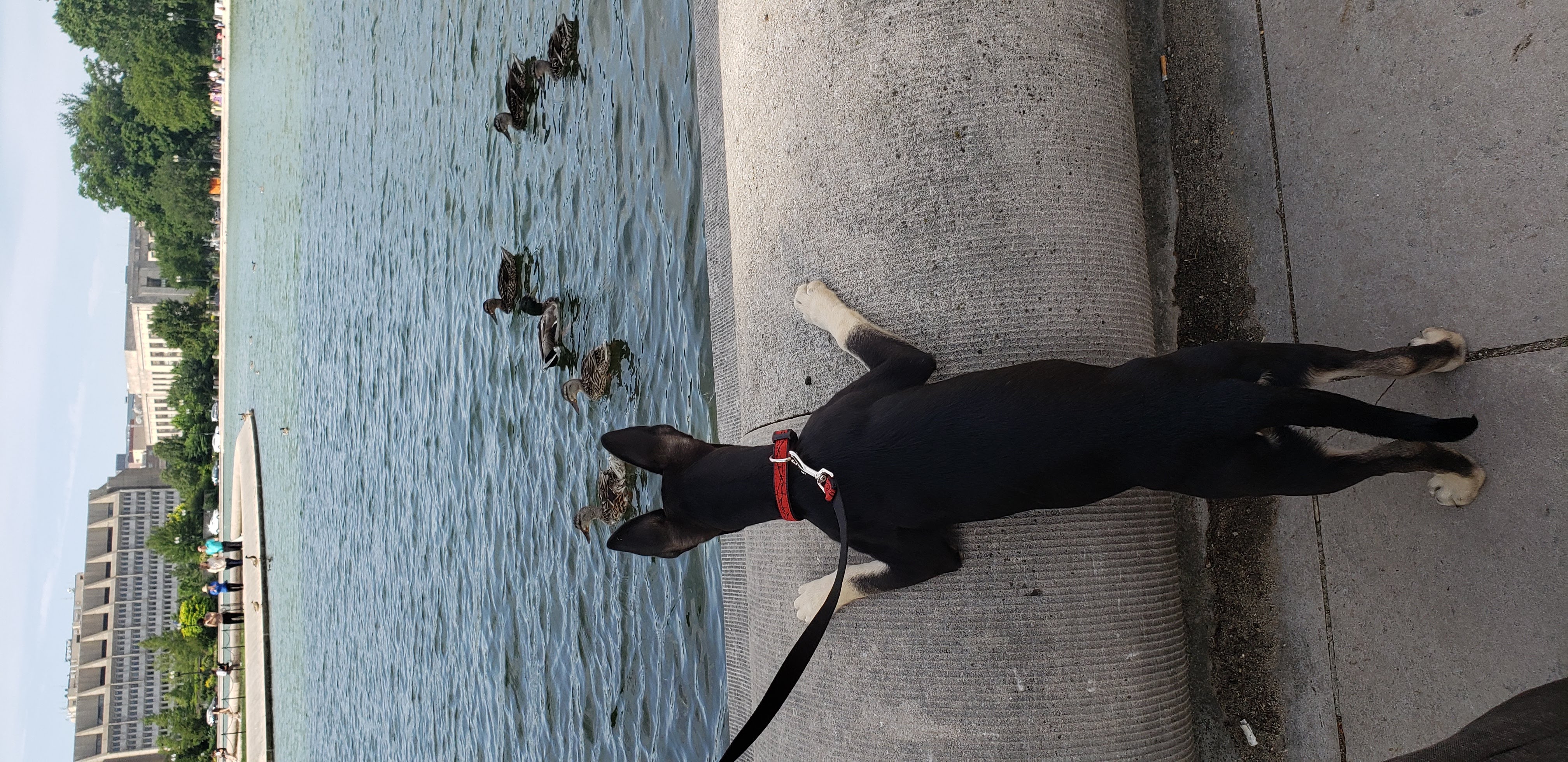 Hiker as a puppy, June 2019