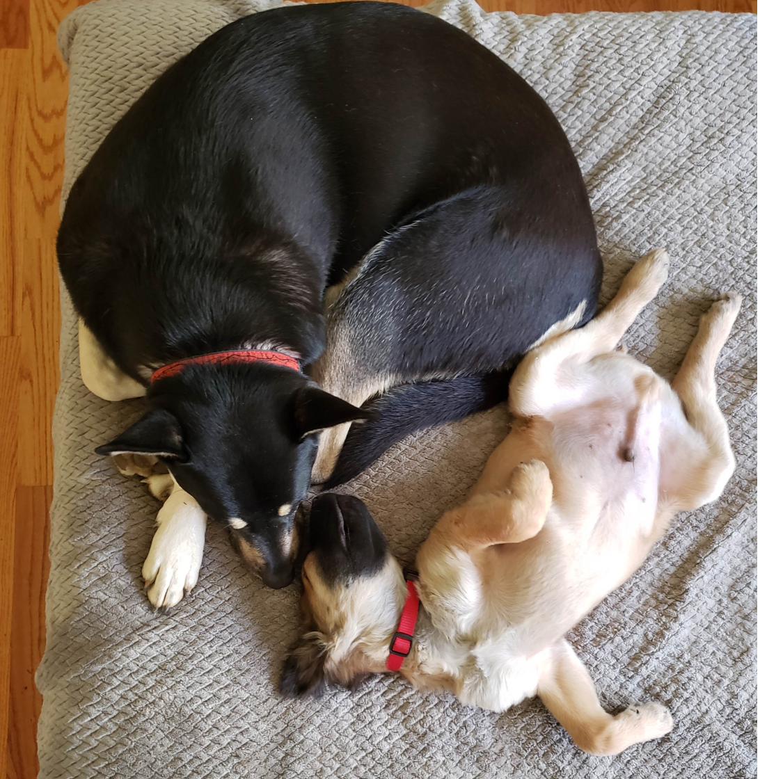 Hiker sitting up with puppy Sunny curled beside her