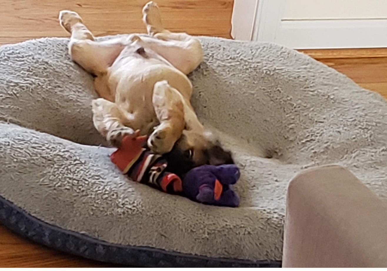 Sunny as a puppy resting