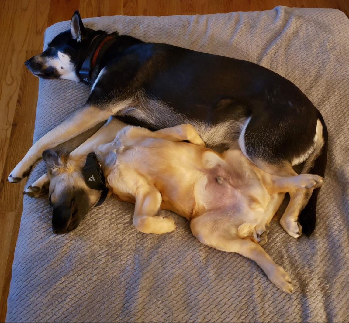 Sunny as a puppy sleeping