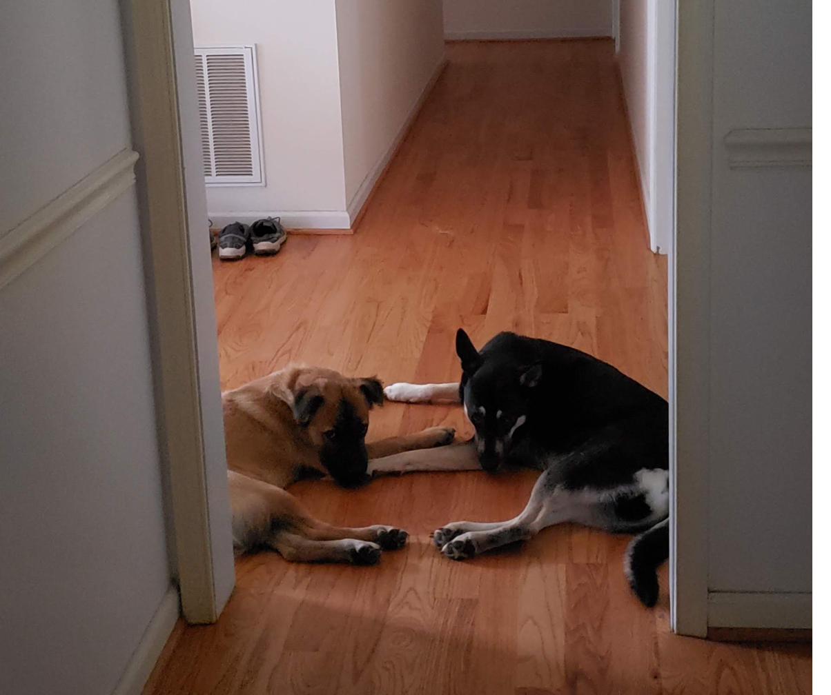 Sunny and Hiker resting together