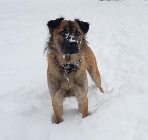 Sunny in the snow, January 2022