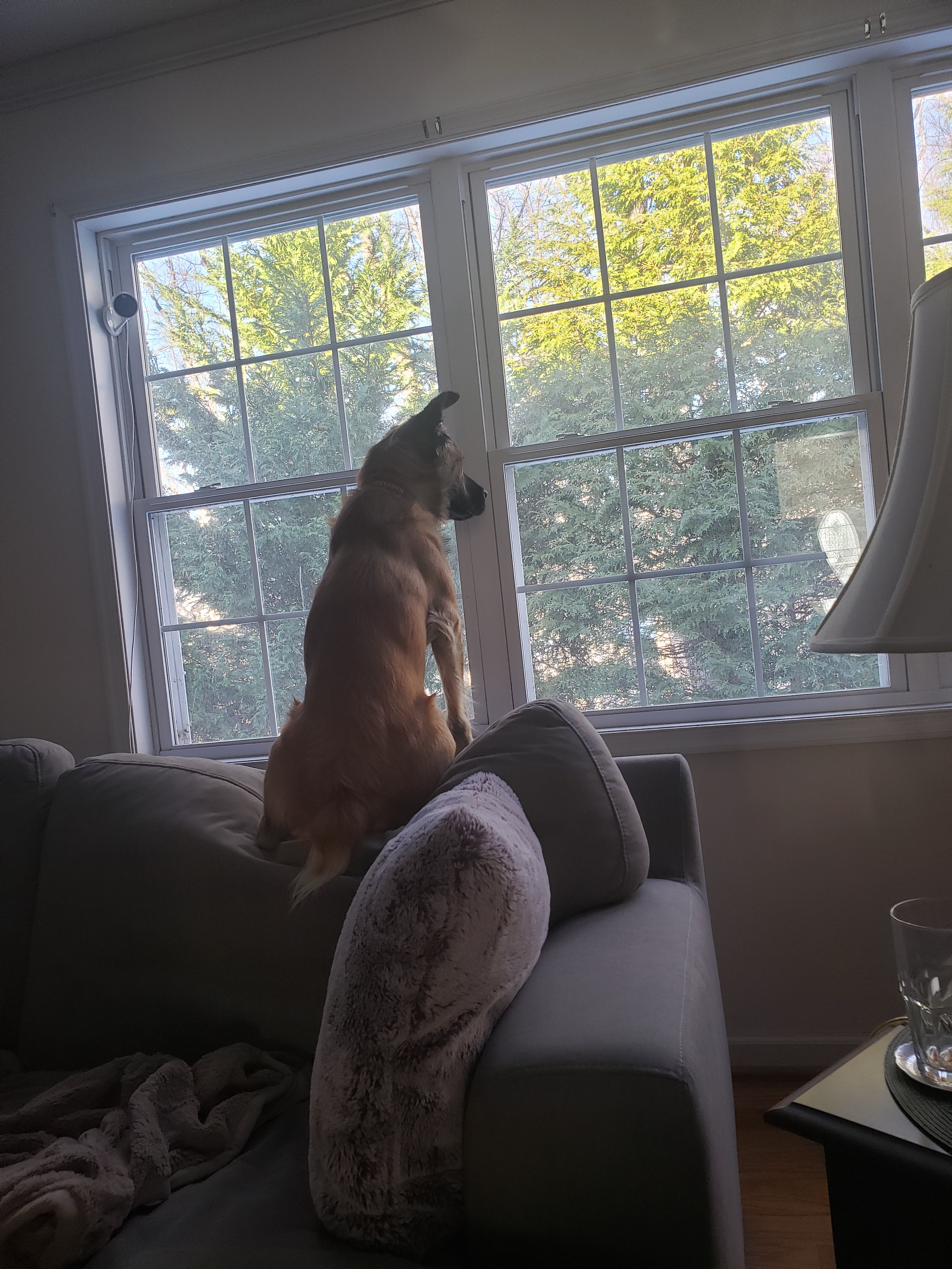 Sunny keeping watch over the yard