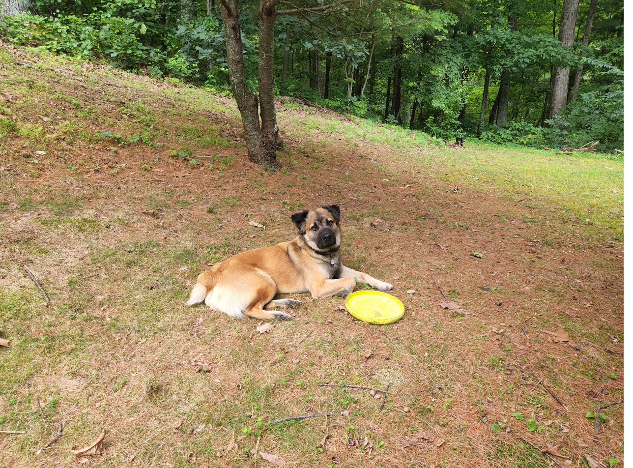 Sunny with a frisbee