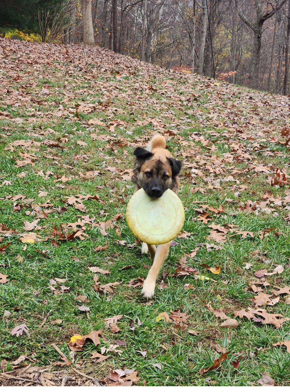 Sunny mid-fetch with a frisbee