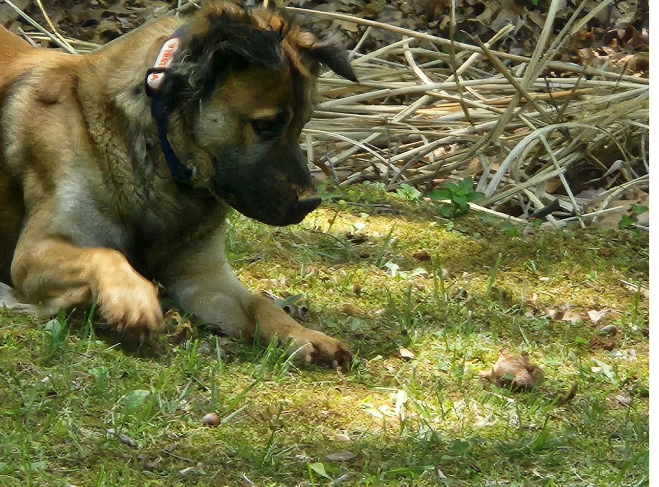 Sunny eyeing a chipmunk