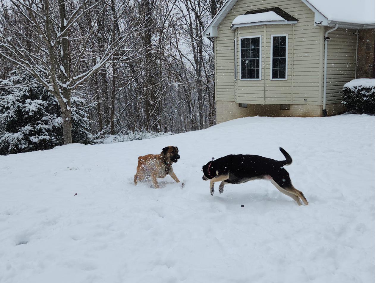 Hiker overseeing puppy Sunny in a toy pile