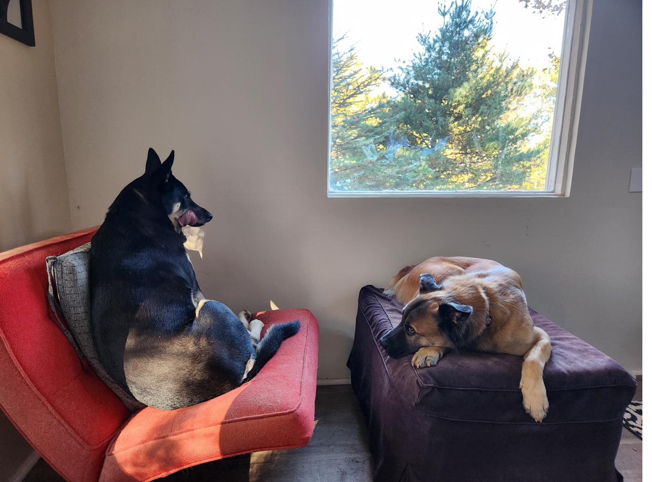 Hiker and Sunny stretched out together on a bed