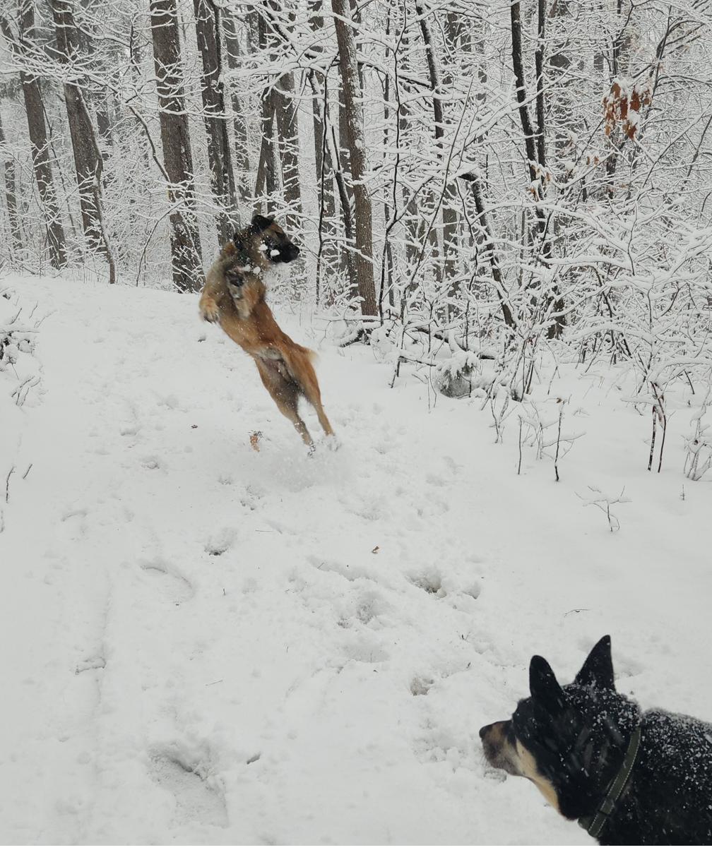 Sunny in the snow, January 2025