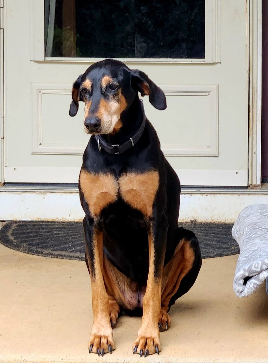 Ding Ding sitting by the front door