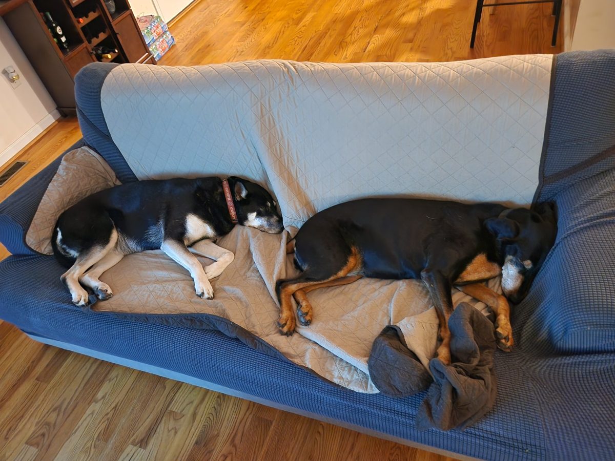 Ding Ding and Hiker asleep side by side on the couch
