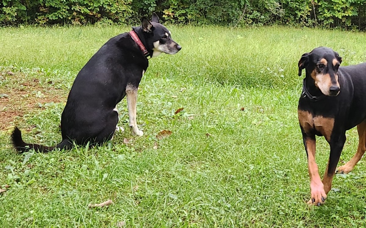 Hiker and Ding Ding together in the yard