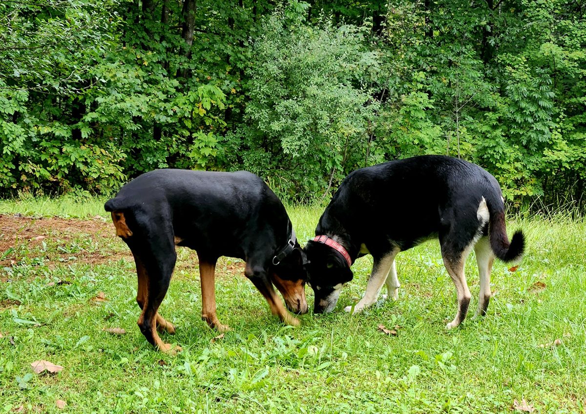 Ding Ding and Hiker sniffing the grass together