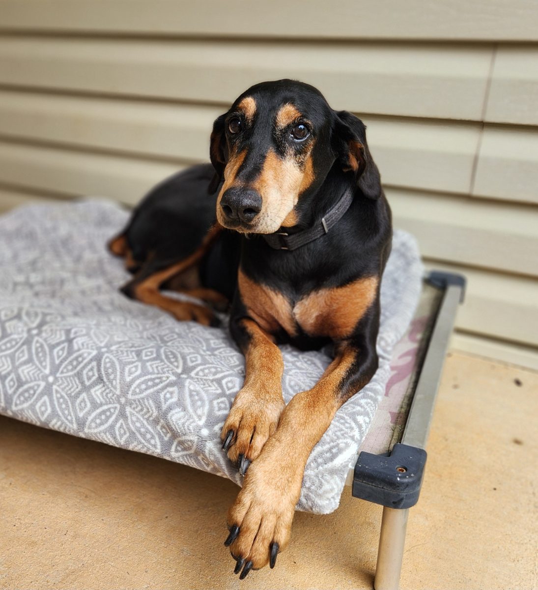 Ding Ding resting on her porch bed