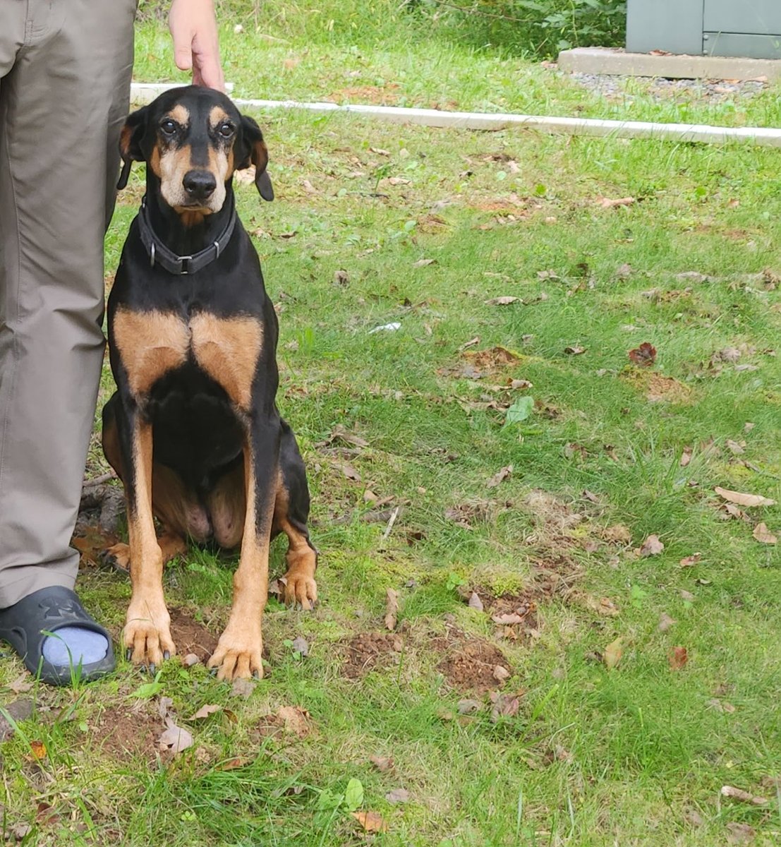 Ding Ding sitting in the yard beside a family member