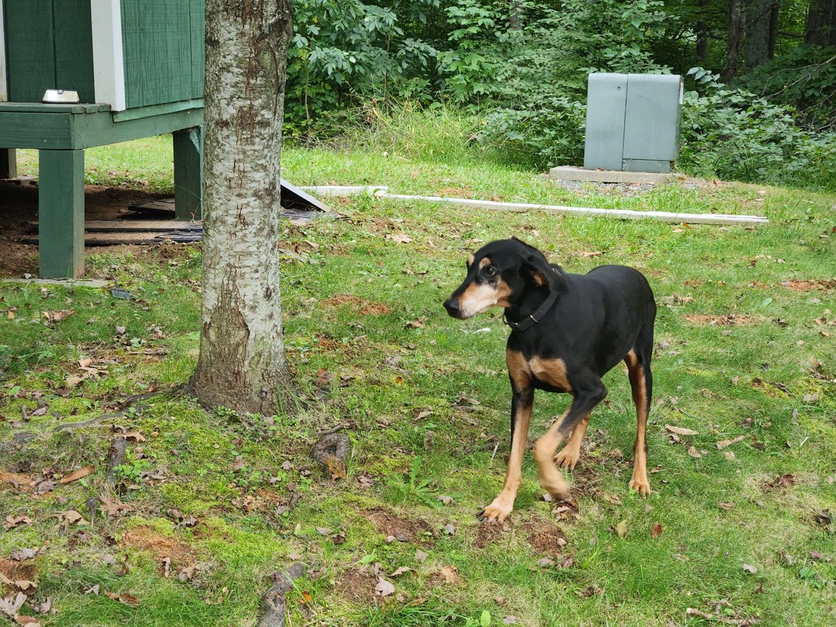 Ding Ding walking through the yard