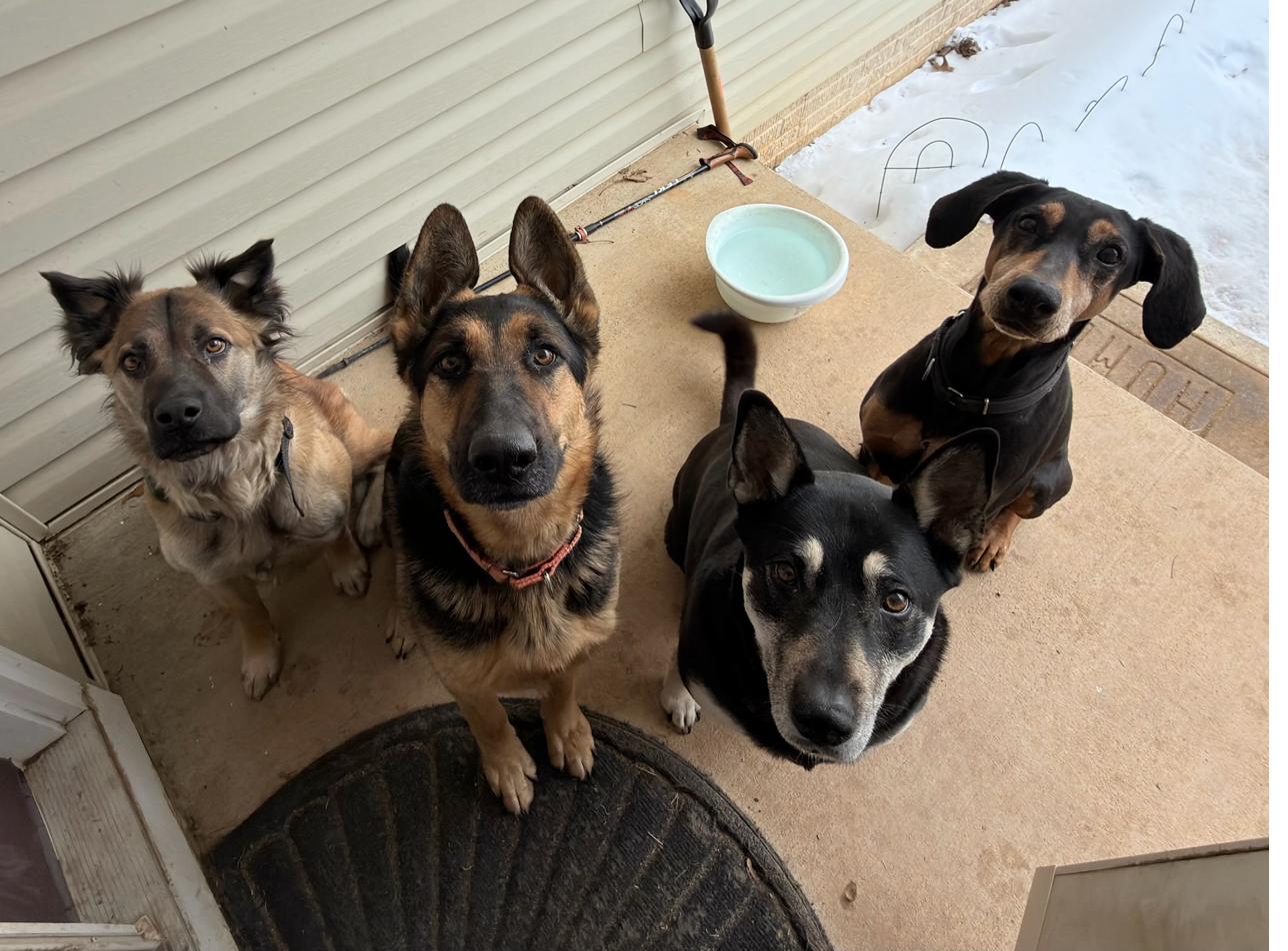 Sunny, Hiker, Heidi, and Bonnie gathered together on the porch
