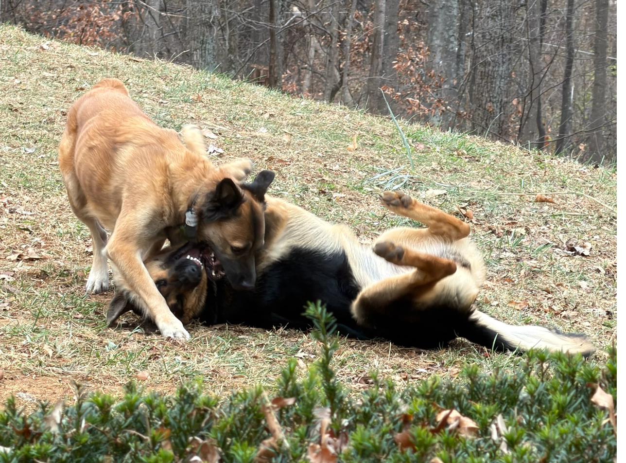 Sunny and Heidi wrestling and playing in the yard